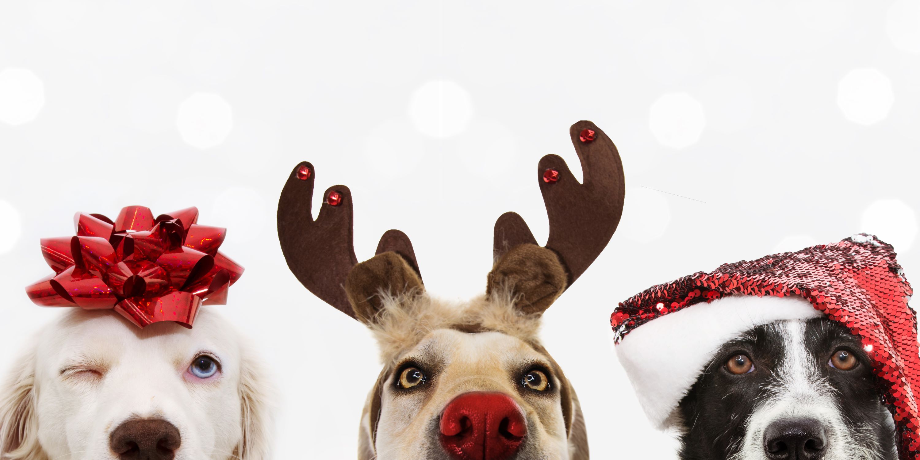 Actividades con mascotas en Navidad.