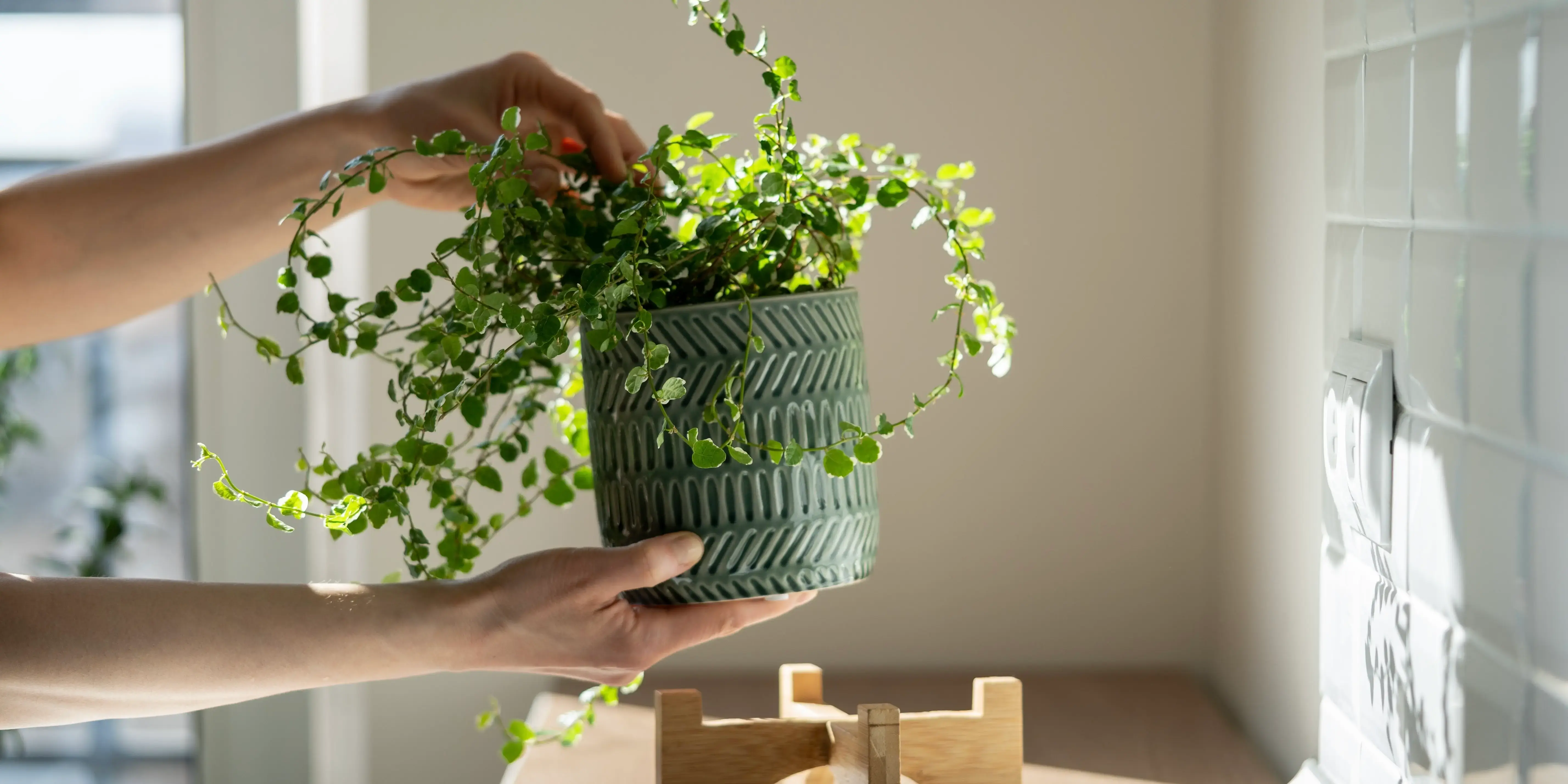 Mujer colocando maceta en una base. Naturaleza en casa