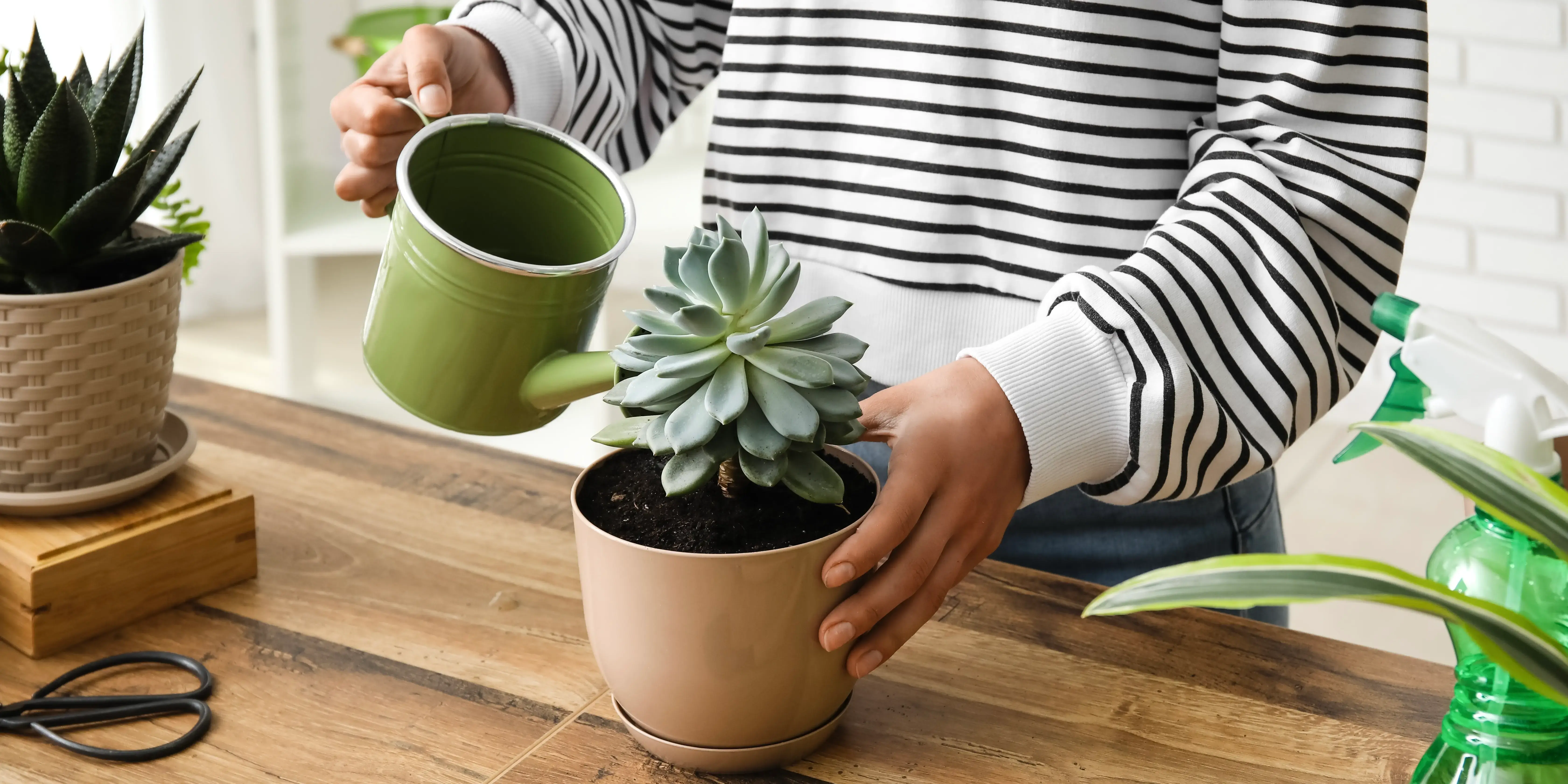 Maceta con suculentas. Naturaleza en casa
