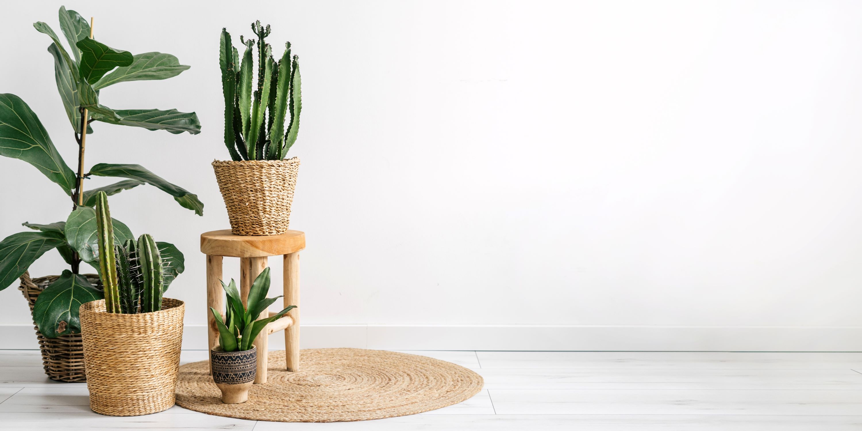 Agrega plantas y enredaderas naturales a tu sala para decorar.