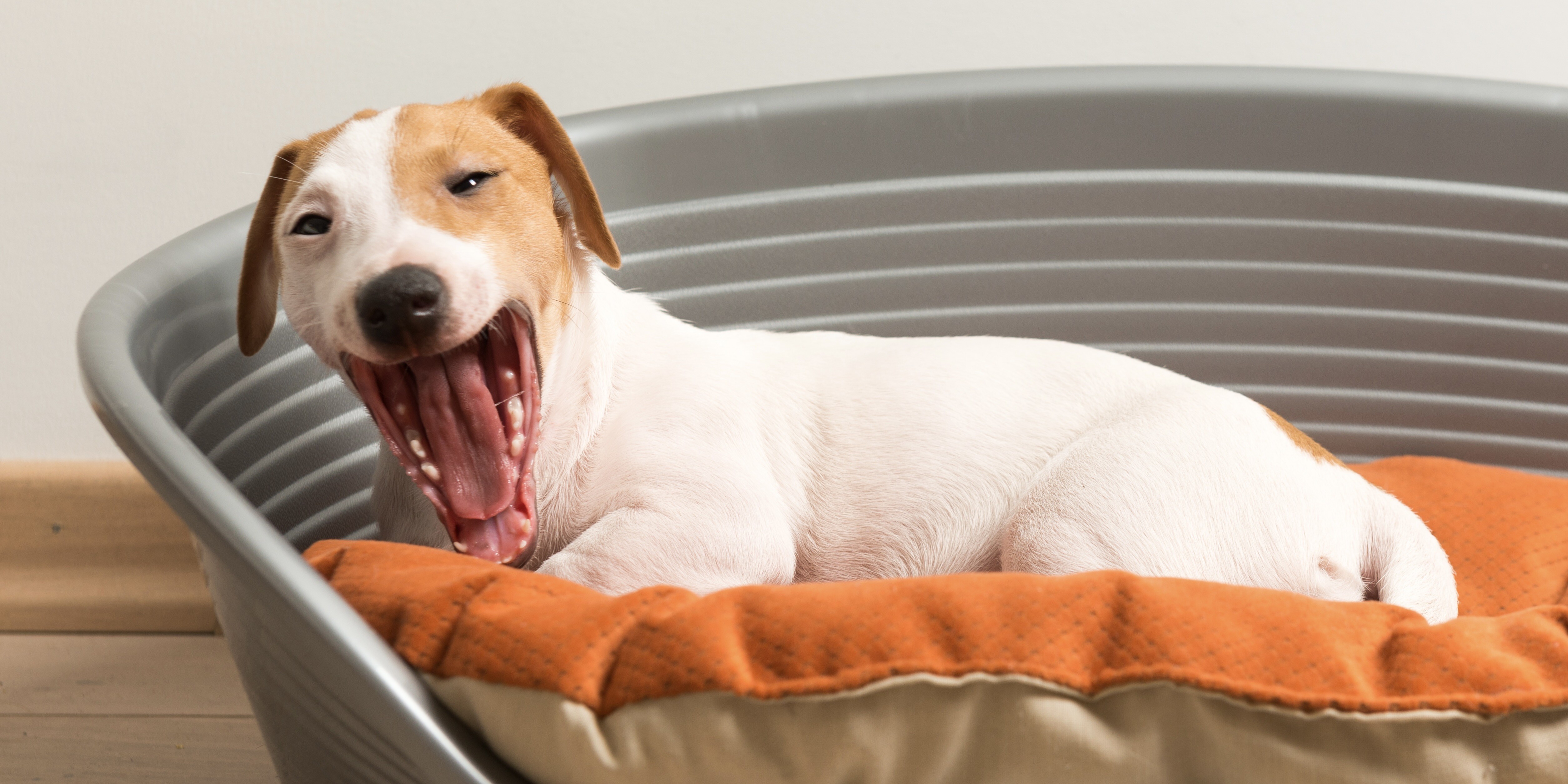 Perro en su cama bostezando. Adaptar tu casa para mascotas