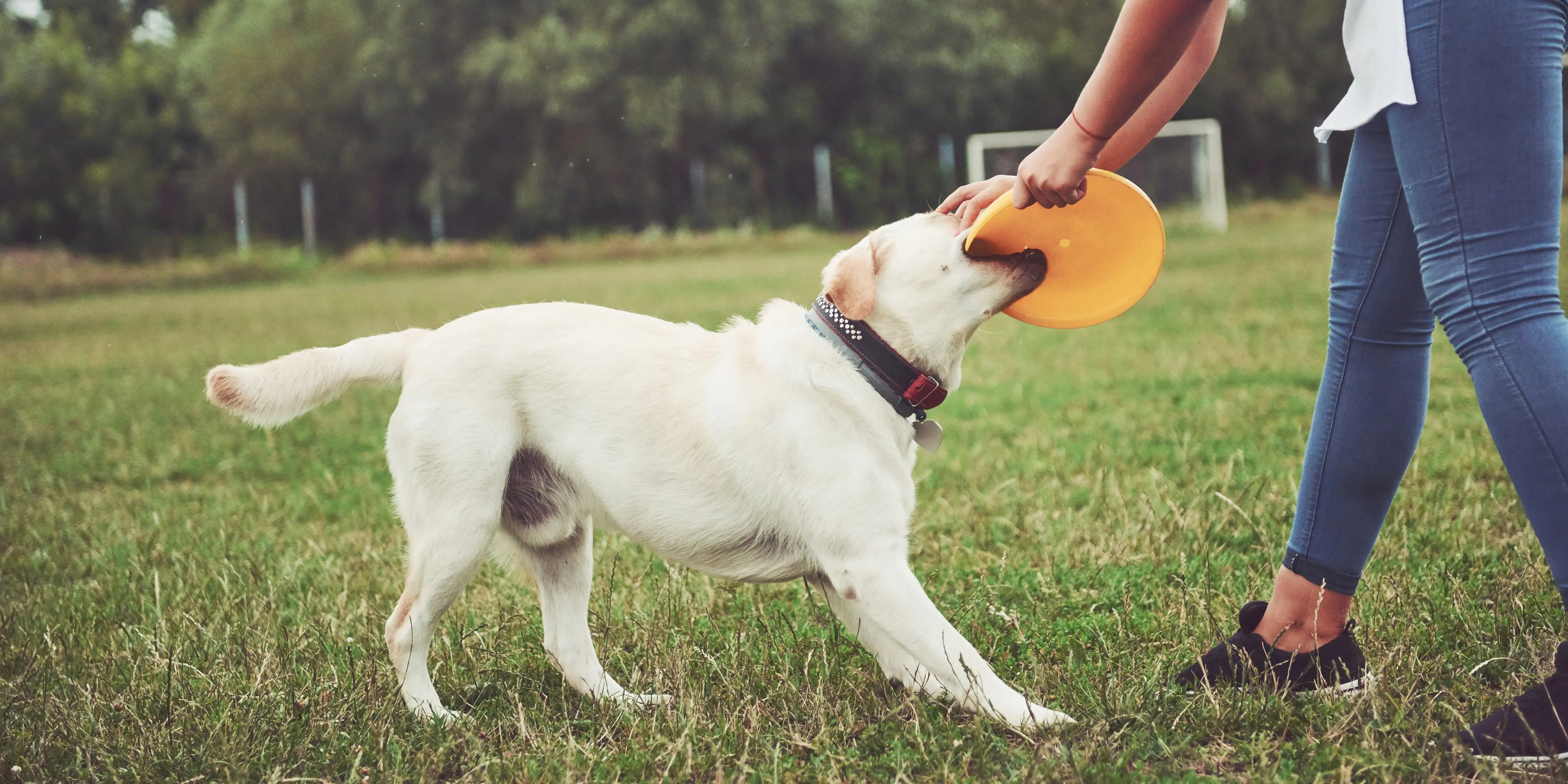 Mujer jugando con un frisbee. Desarrollo pet friendly